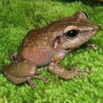 The Coquí of Puerto Rico